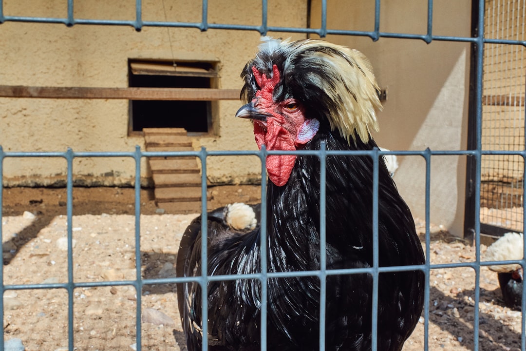 A domestic cat with a bird in the background, symbolizing the transmission risk
