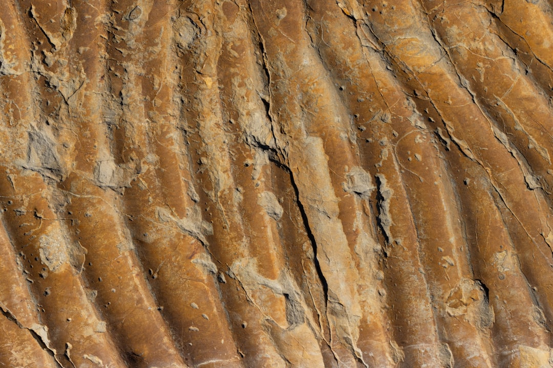 Close-up of a fossil embedded in red rock