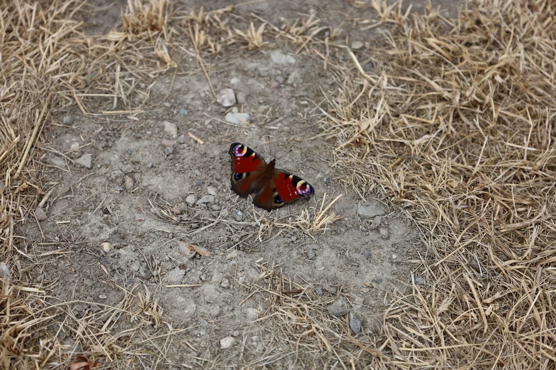 Screenshot from Fatal Frame II: Crimson Butterfly Remake showing newly enhanced graphics