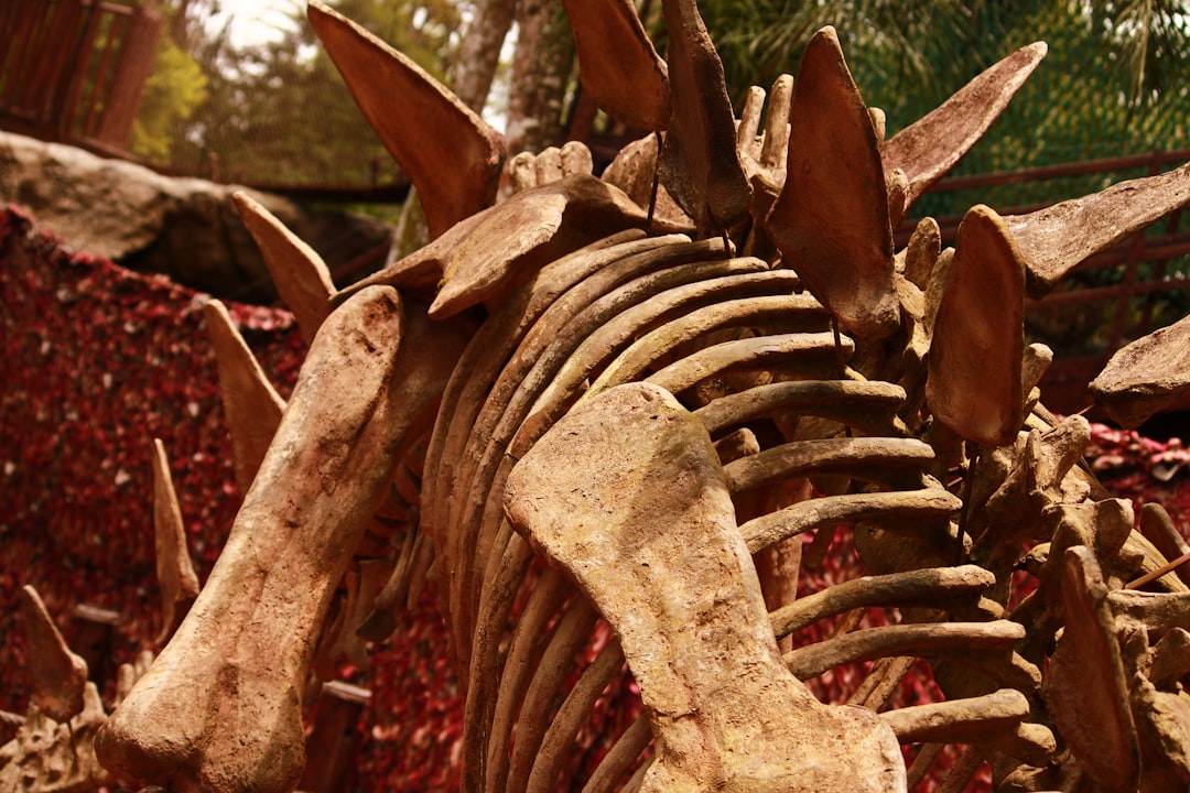 Fossils of ancient species found in the quarry