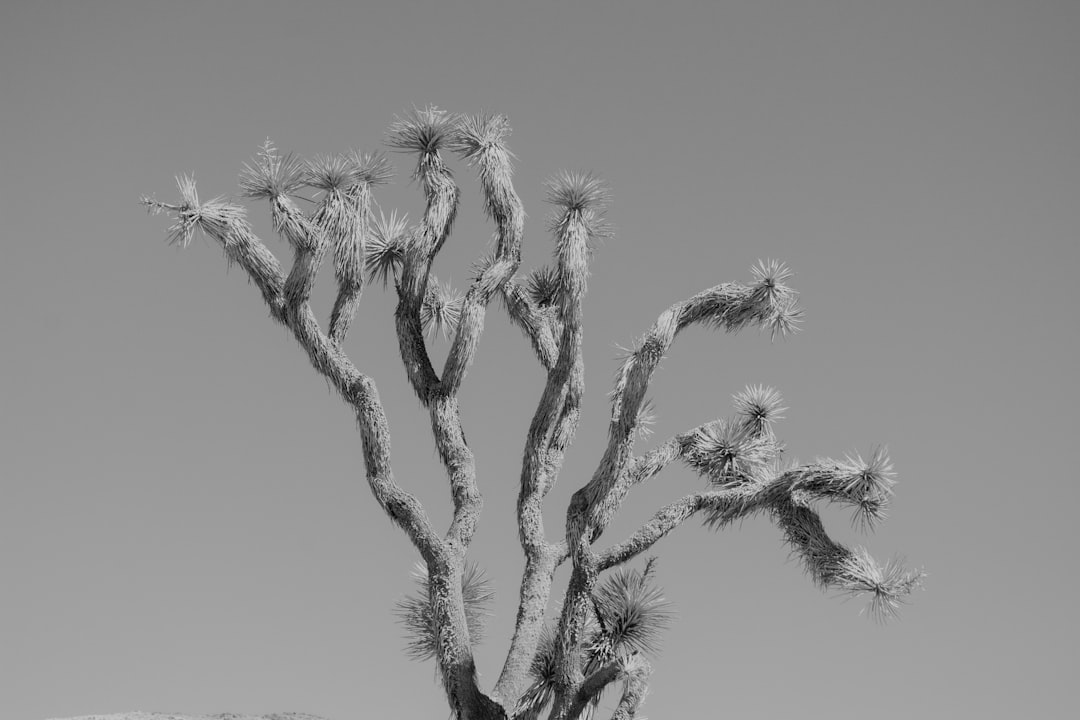 Yucca moth interacting with a Joshua tree flower