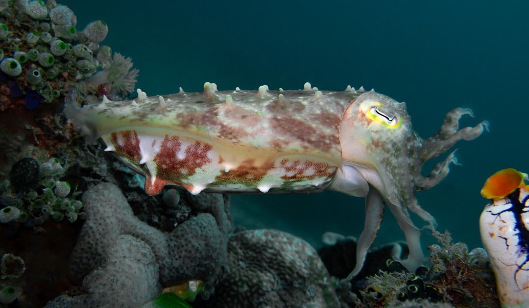 A detailed view of chromatophores on a cuttlefish's skin