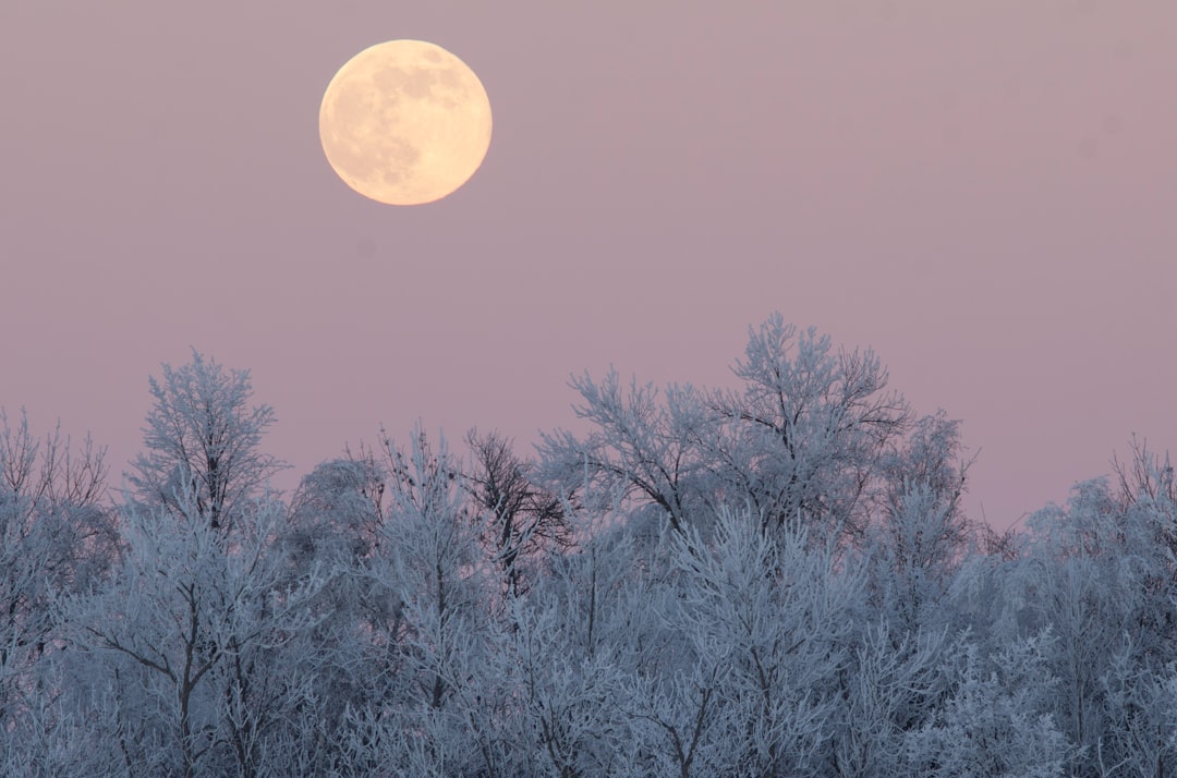The full snow moon shining brightly in a clear night sky