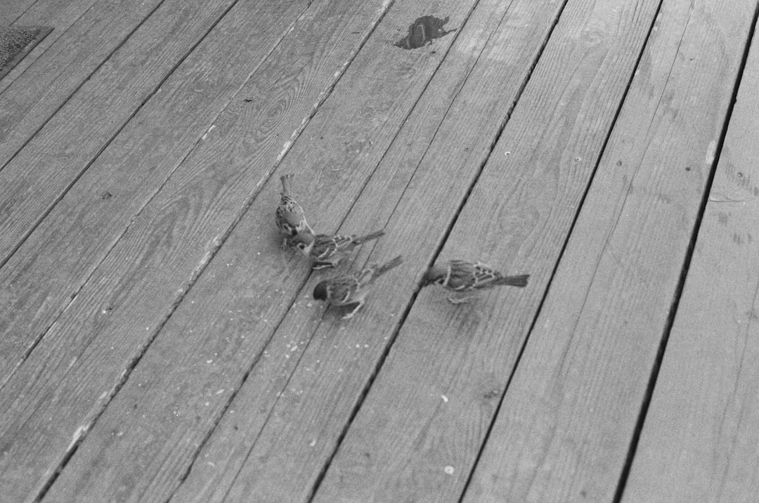 Bug Hall and family living off the grid