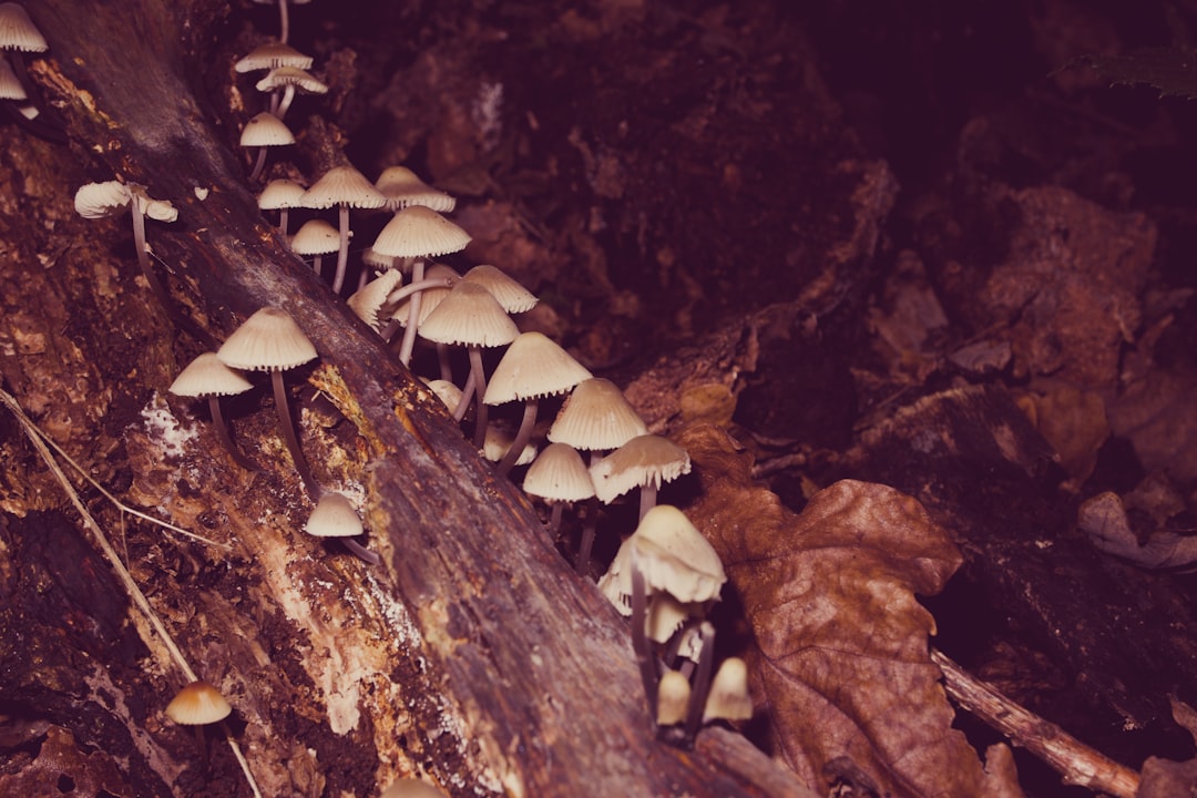 A cluster of Lanmaoa asiatica mushrooms in their natural habitat