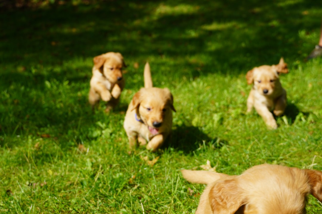 A group of dogs participating in a professional training session
