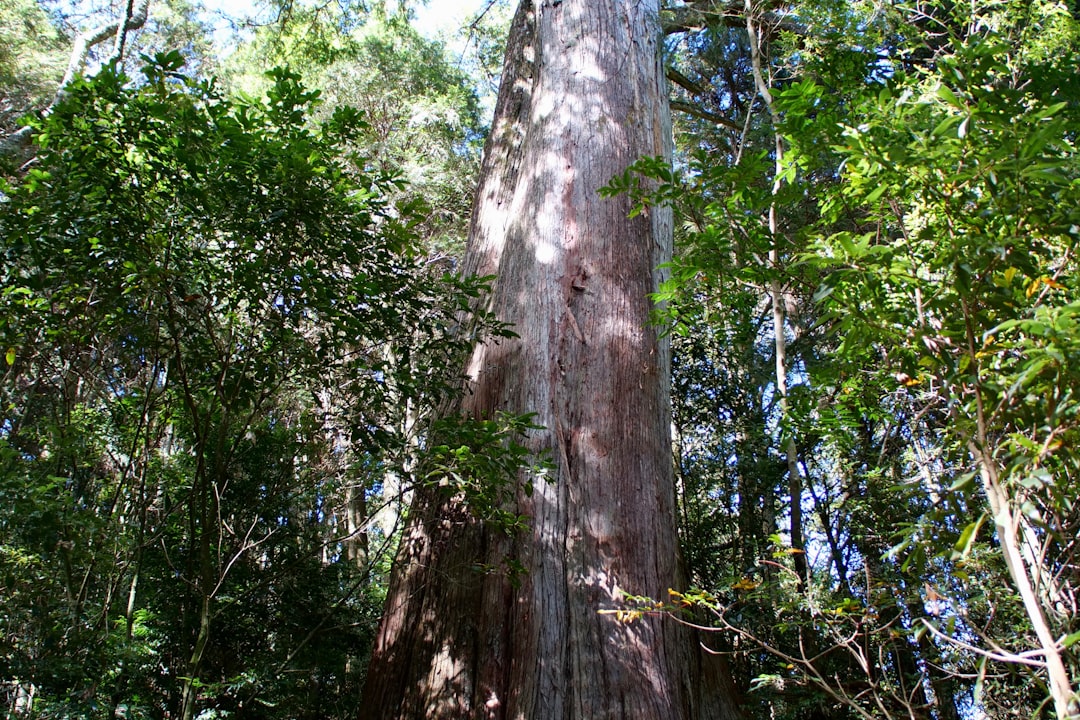 Close-up of American chestnut leaves showing healthy growth