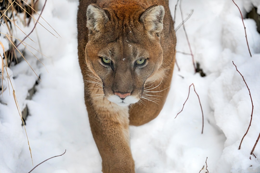 Image of a puma hunting in its natural habitat