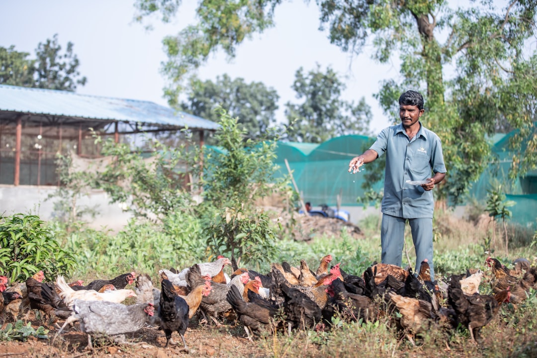 Farmers inspecting poultry on a farm