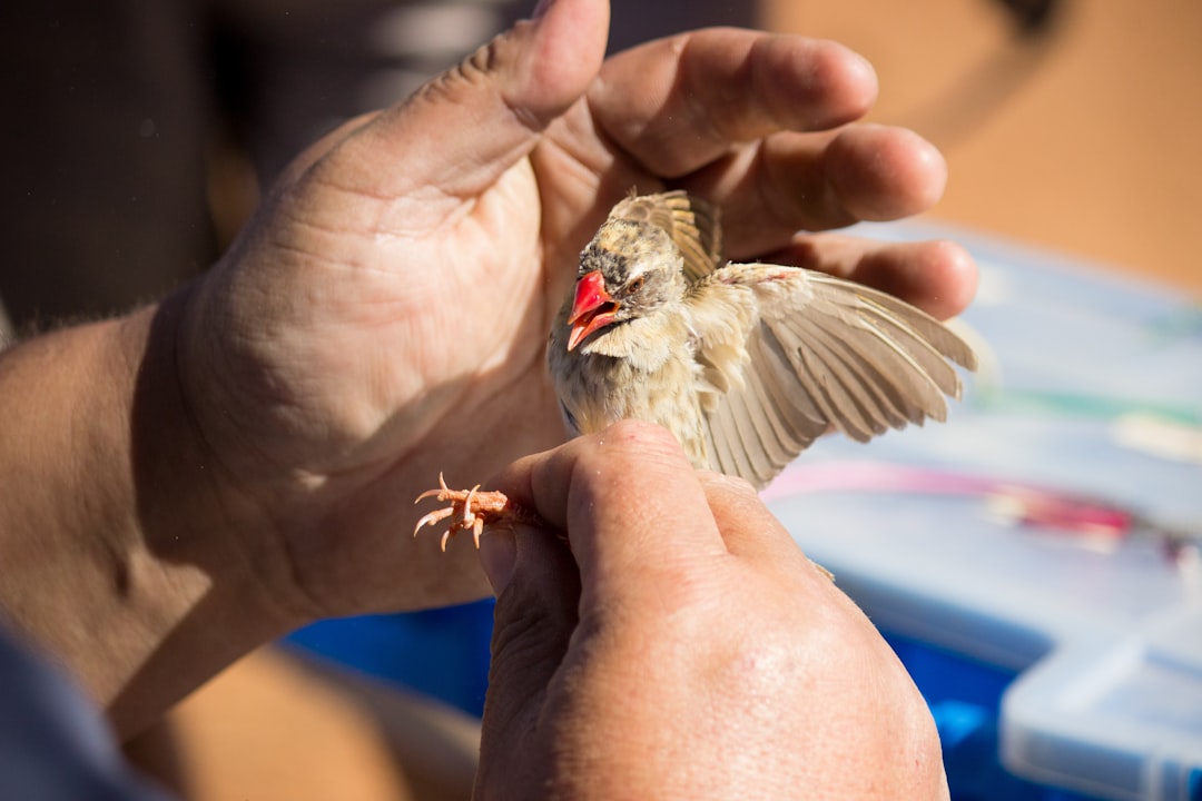 A veterinarian examining a cat, highlighting the importance of veterinary care