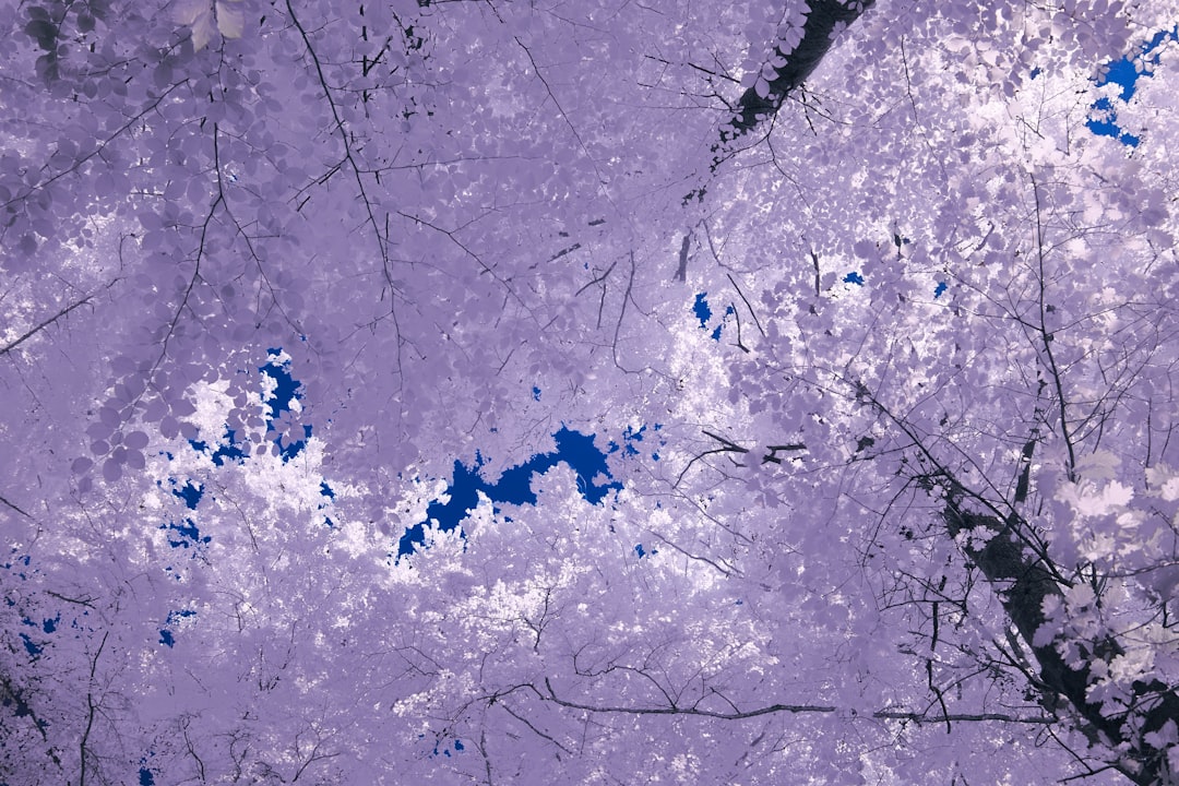 Map showing affected areas with predicted snow accumulations