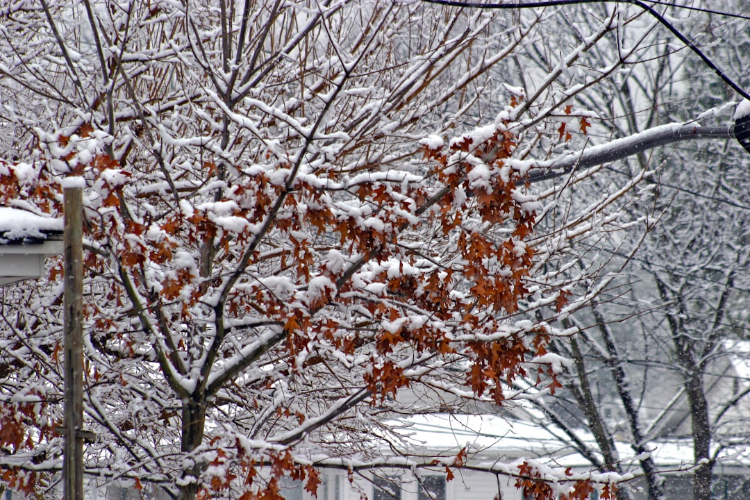 Stranded vehicles on a snowy highway