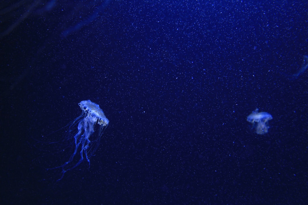 A lion's mane jellyfish with its long tentacles extending in the ocean