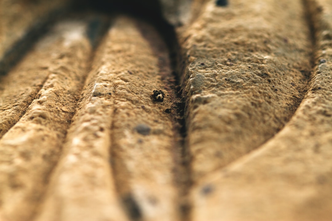 Close-up of the wooden tools discovered