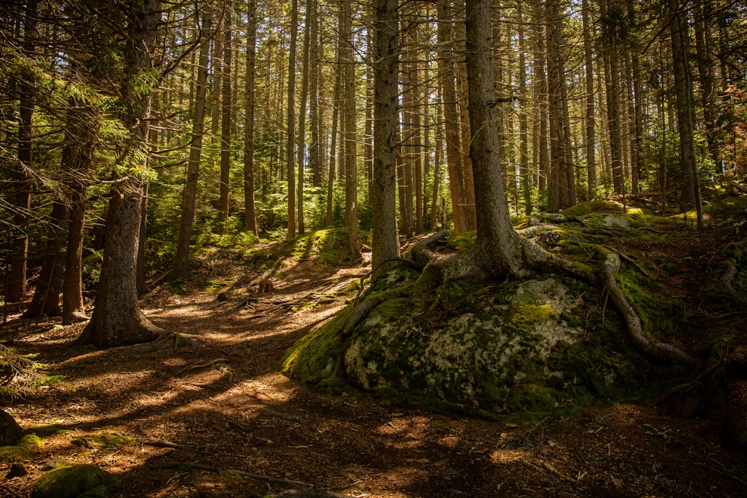 A grove of thriving American chestnut trees in Maine