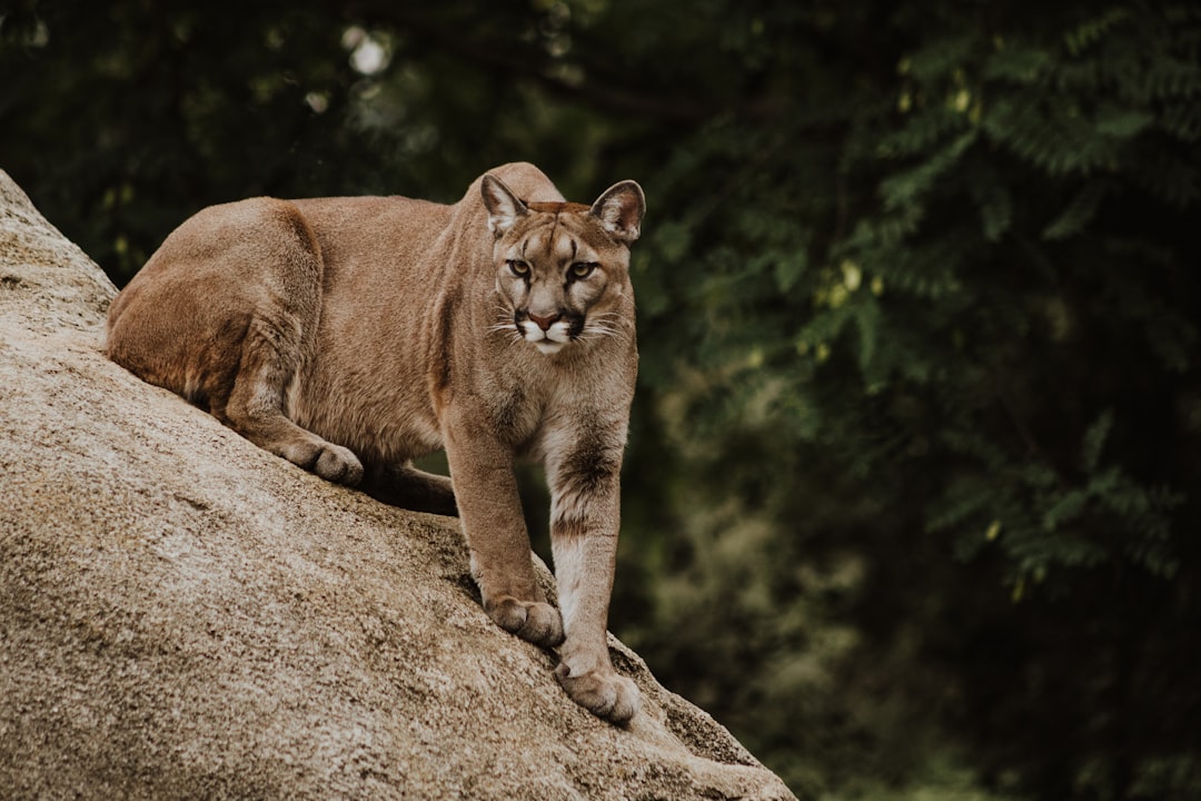 Mountain lion captured and tranquilized in San Francisco