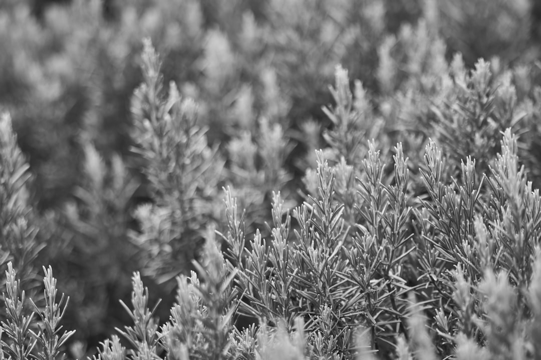Wesley Hunt speaking at a press conference