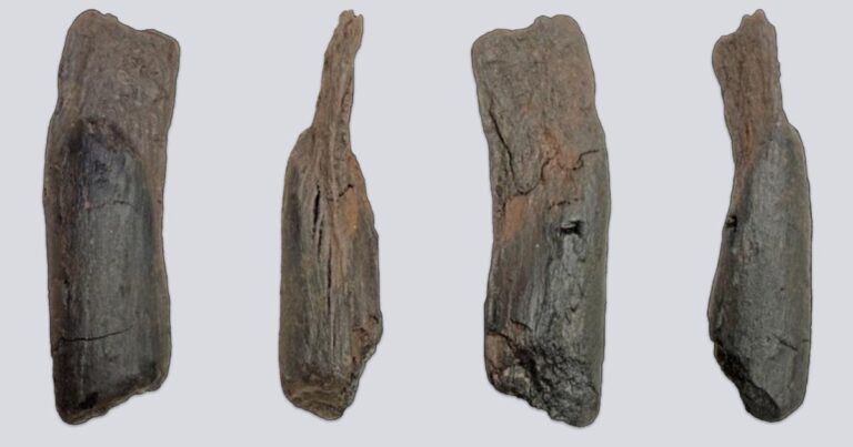 Ancient Wooden Tool Discovered in Greece Dates Back 430,000 Years