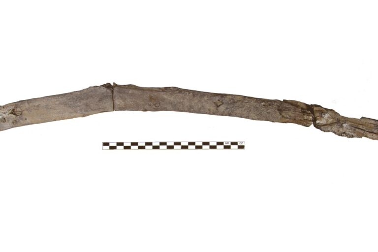 Oldest Wooden Tools Unearthed at Greek Lake Shore