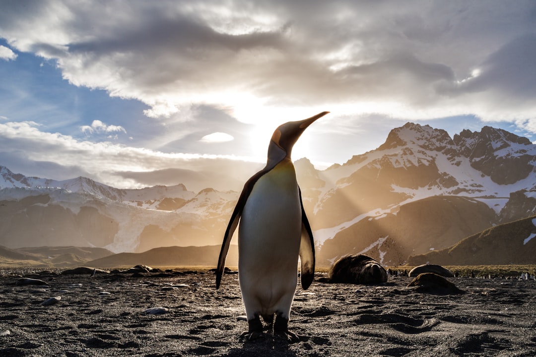 A penguin standing alone, symbolizing individuality