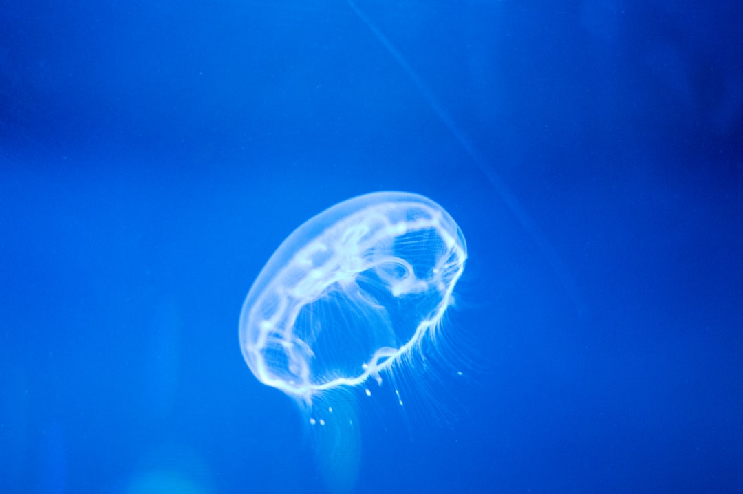 Close-up of lion's mane jellyfish tentacles underwater