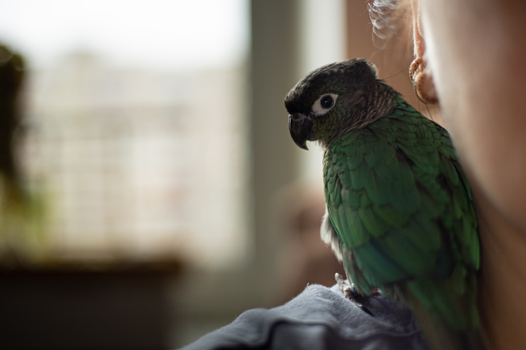 A retiree using birdwatching gear in a serene park setting